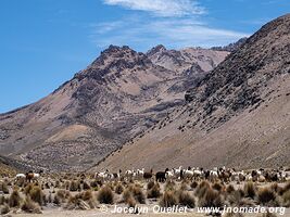 Parc national Sajama - Bolivie