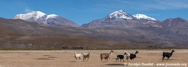 Route Laguna Sakewa-Cruz de Huayllas-Sabaya-Villa Vitalina-Laguna Coipasa - Bolivie