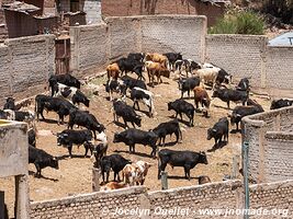 Antabamba - Peru