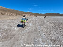 Laguna Coipasa - Bolivia