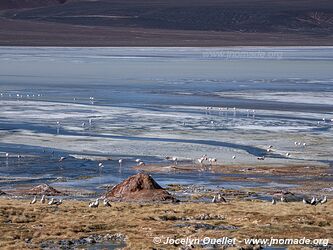 Reserva Provincial Laguna Brava - Argentine