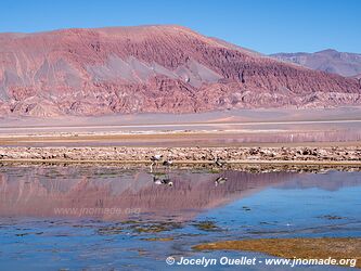 Circuit El Peñón-Piedra de Pomez-Laguna Carachi Pampa - Argentine