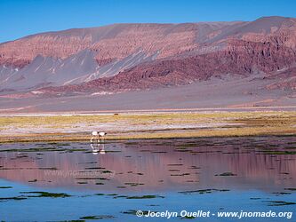 El Peñón-Piedra de Pomez-Laguna Carachi Pampa Loop - Argentina