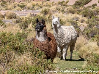 Road 40 from San Antonio de los Cobres to Susques - Argentina