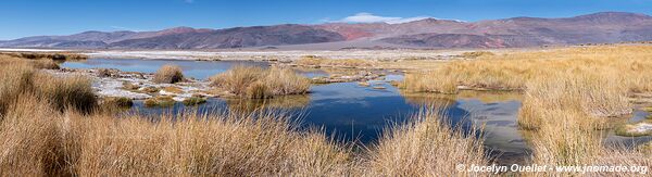 Ojos de Campo - Salar de Antofalla - Argentine